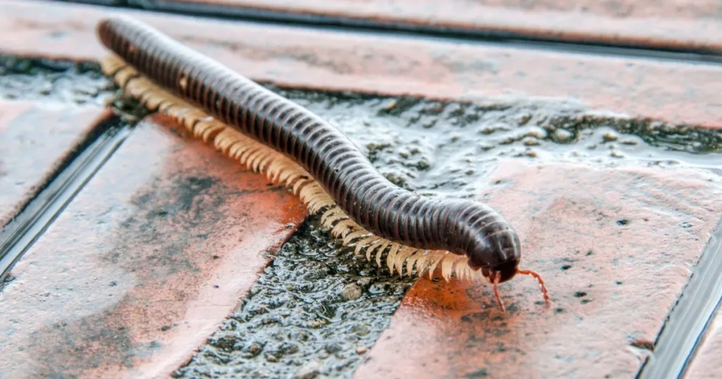 what do millipedes eat