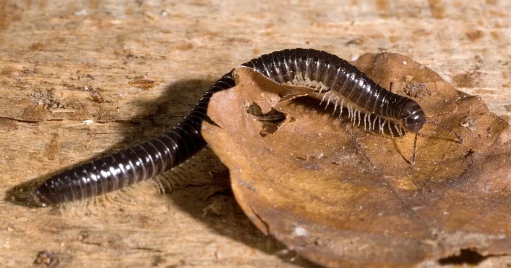 what do millipedes eat