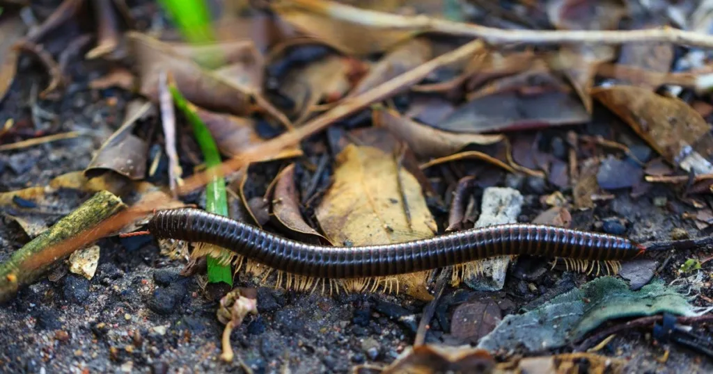 what do millipedes eat