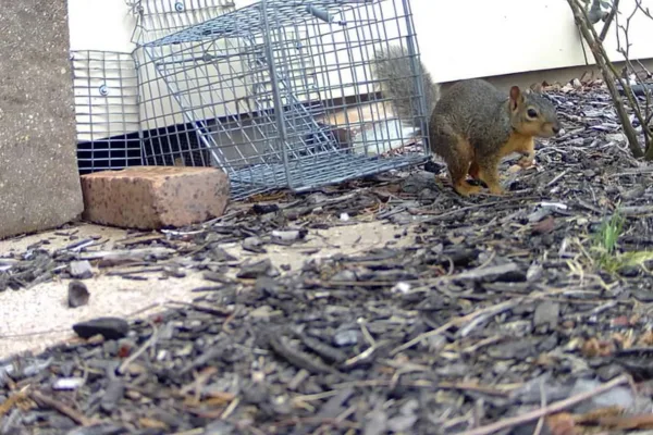 Wildlife Removal Fort Worth