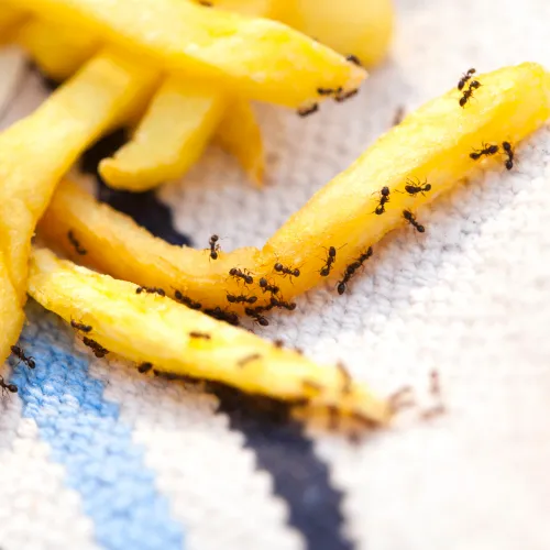 Pest Control Richardson