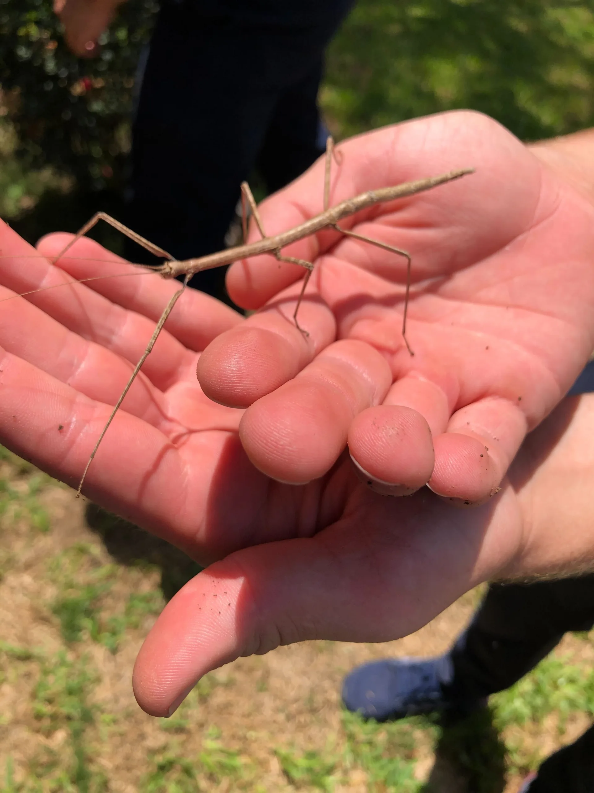 Pest Control Plano