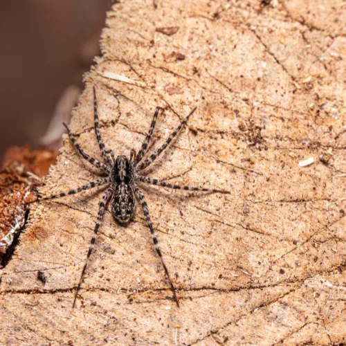 McKinney Pest Control