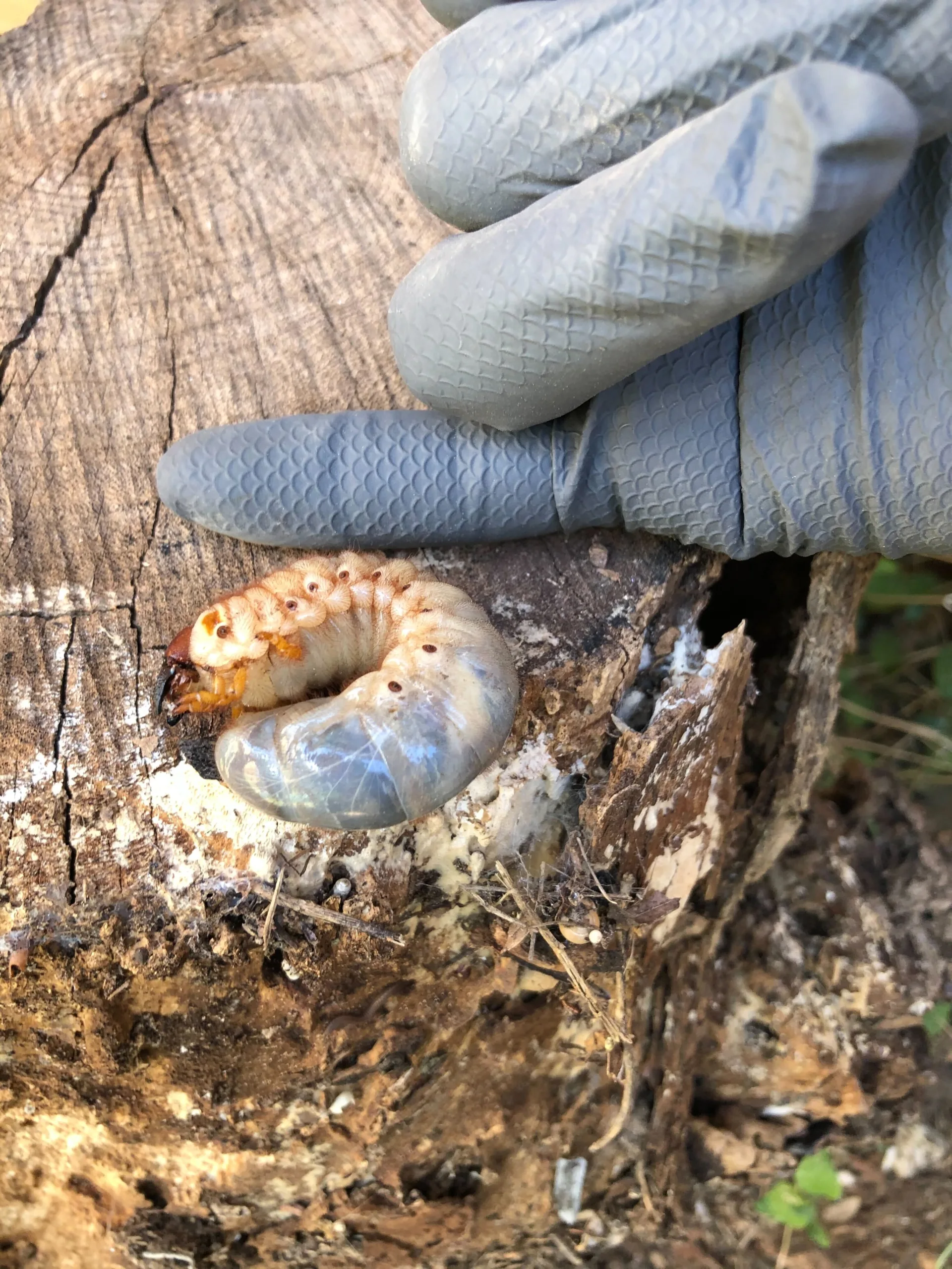 Pest Control Plano