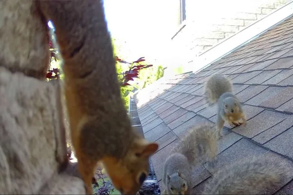 Wildlife Removal Dallas