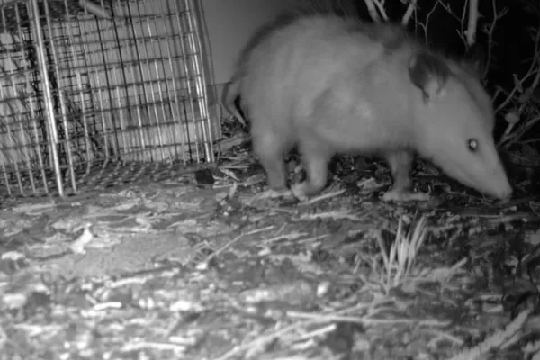 Wildlife Removal Fort Worth