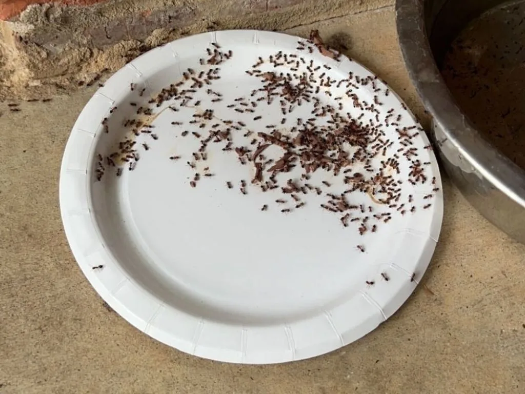 Pest Control Fort Worth