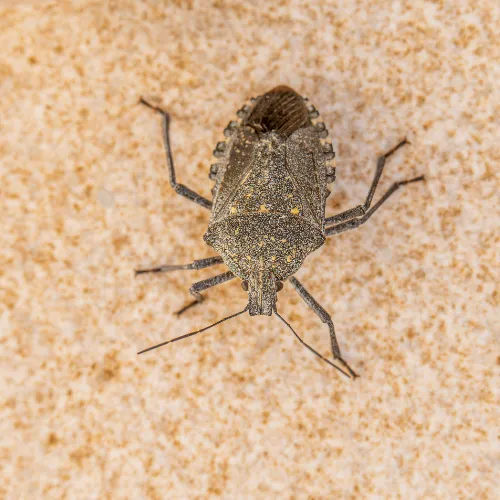 Pest Control Richardson