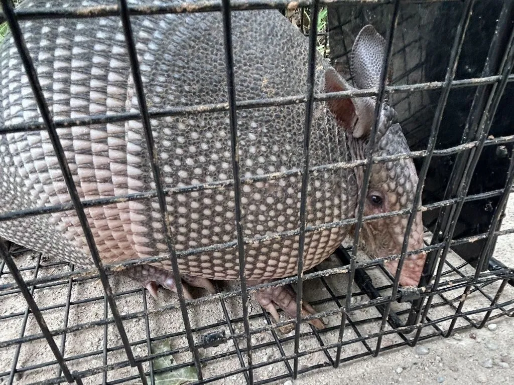 Wildlife Removal Dallas: Safe & Humane Services