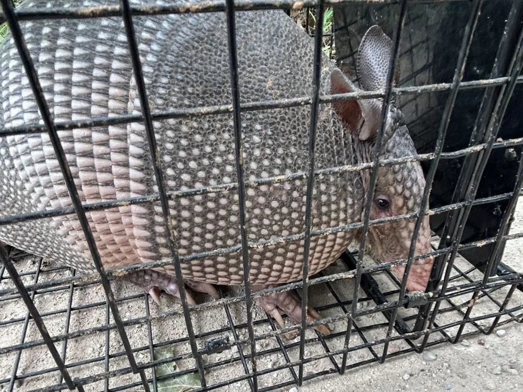 Wildlife Removal Dallas: Safe & Humane Services