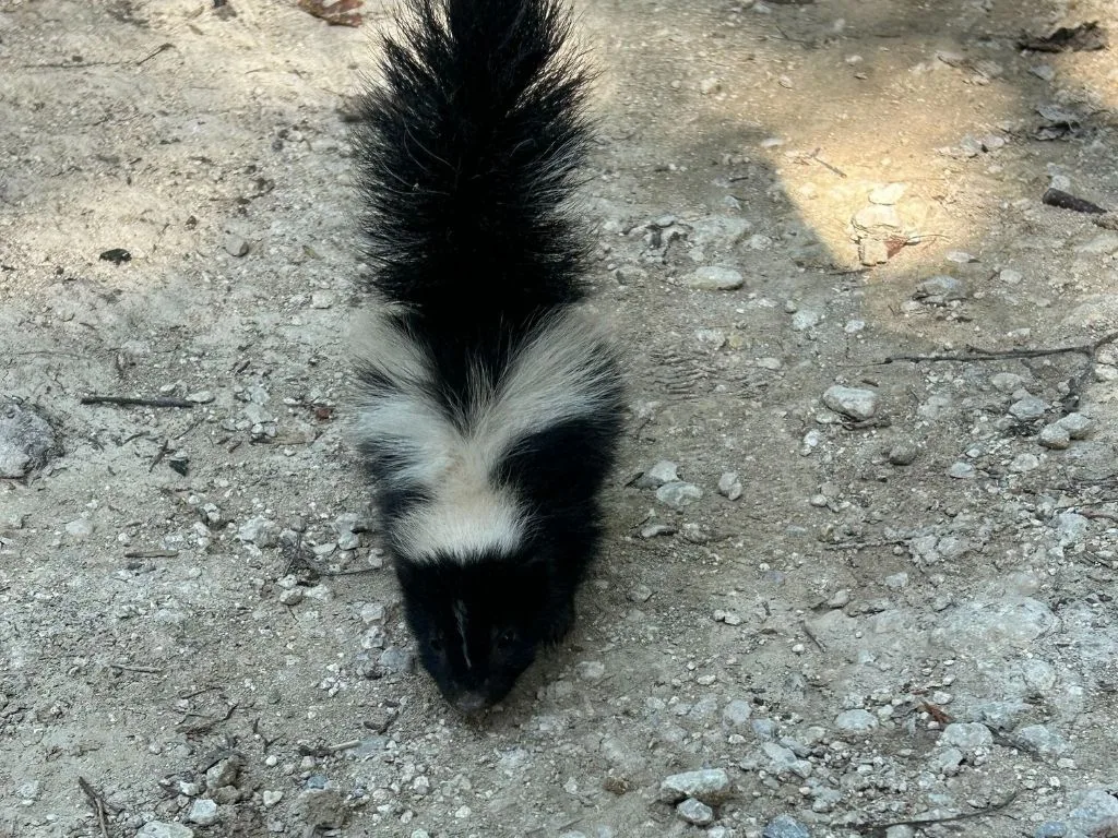 Wildlife Removal Dallas: Safe & Humane Services