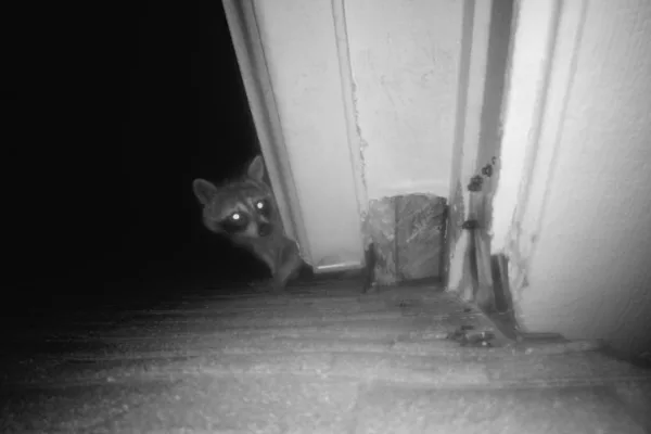 Wildlife Removal Fort Worth