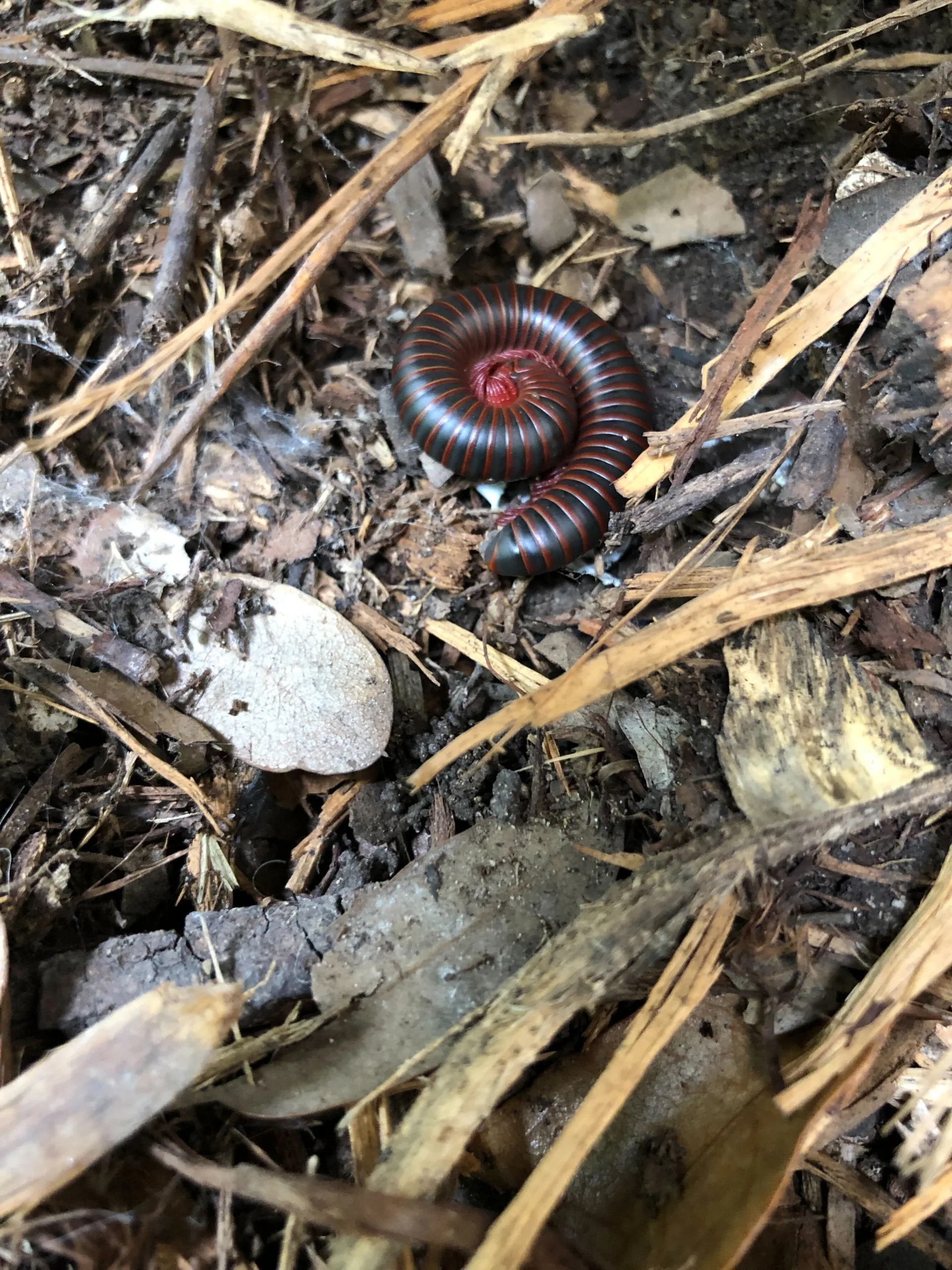 Pest Control Arlington