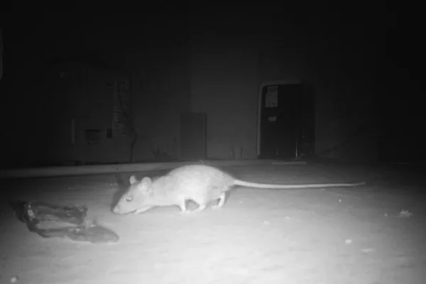 Flower Mound Pest Control