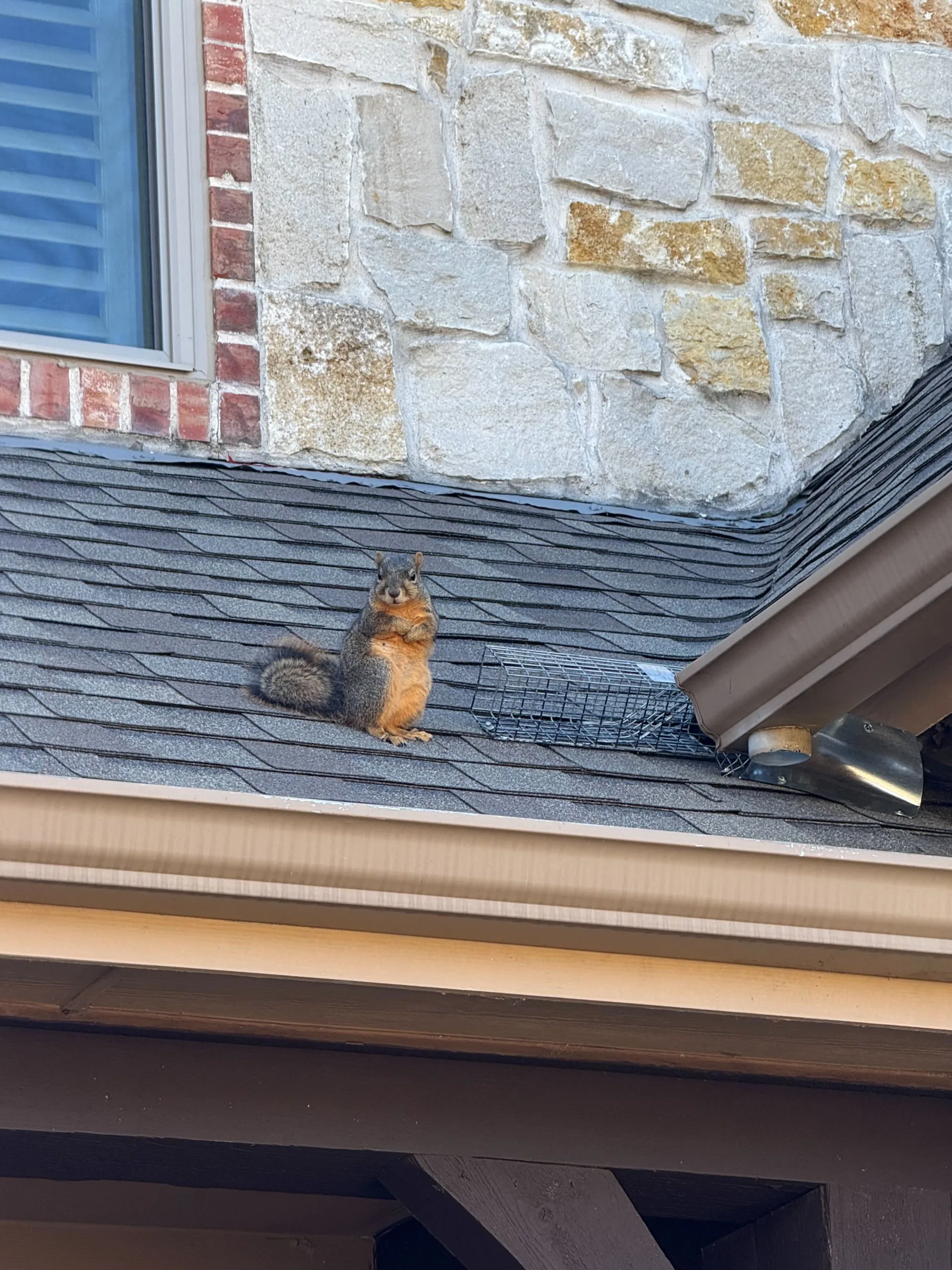Wildlife Removal Dallas