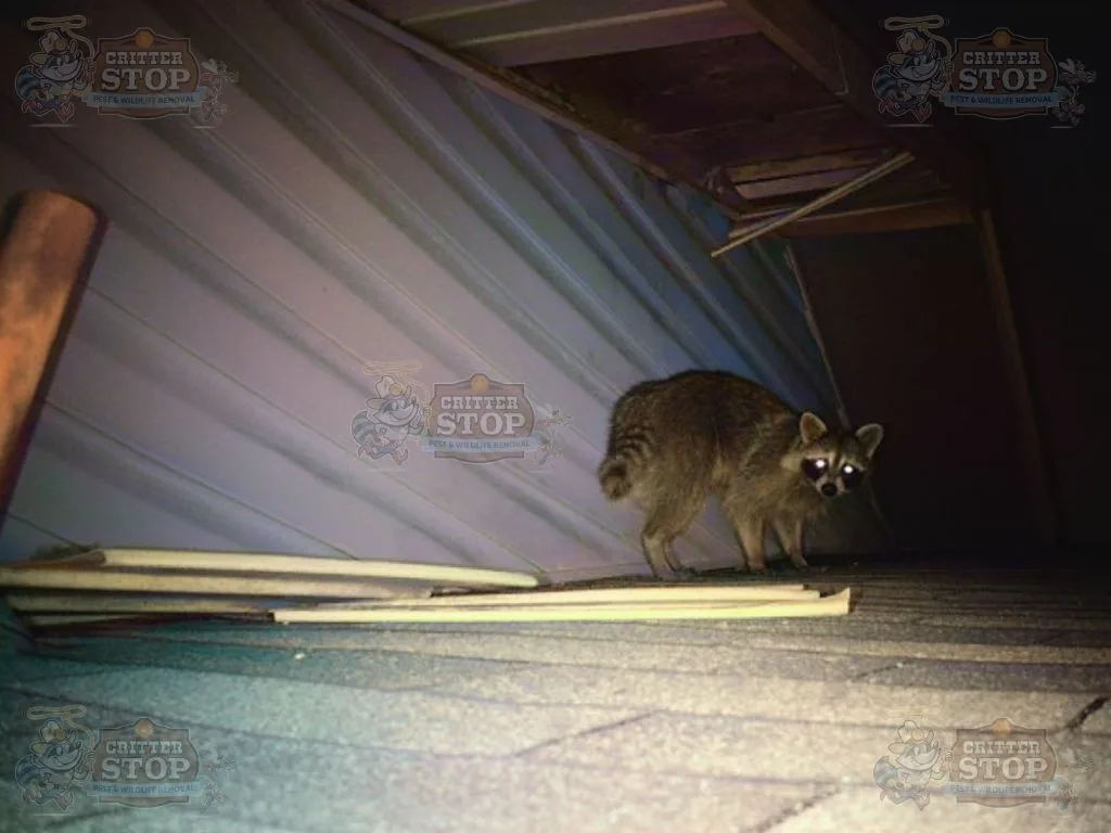 Dallas Raccoon Removal