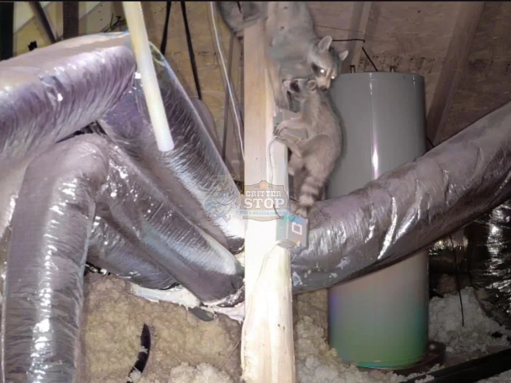 Wildlife Removal Dallas: Safe & Humane Services