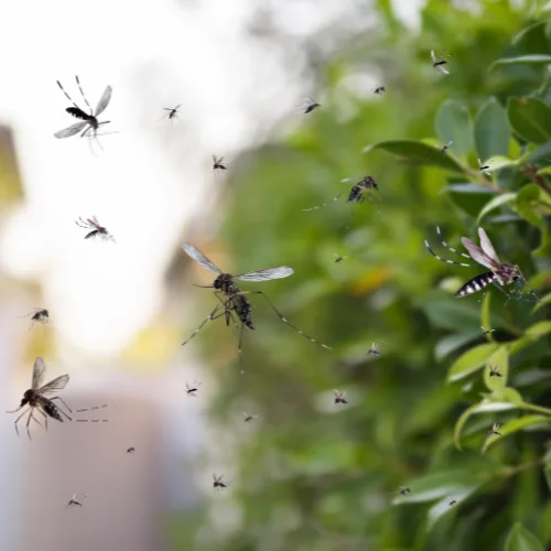 Termite Control Dallas