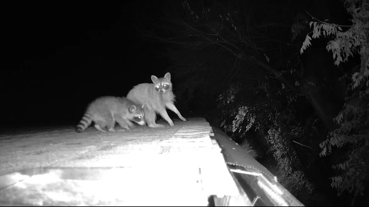 Raccoons Eat Cats