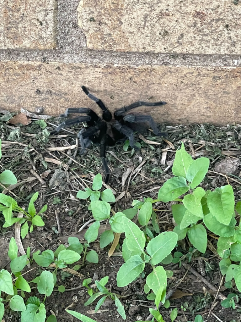 Pest Control Dallas