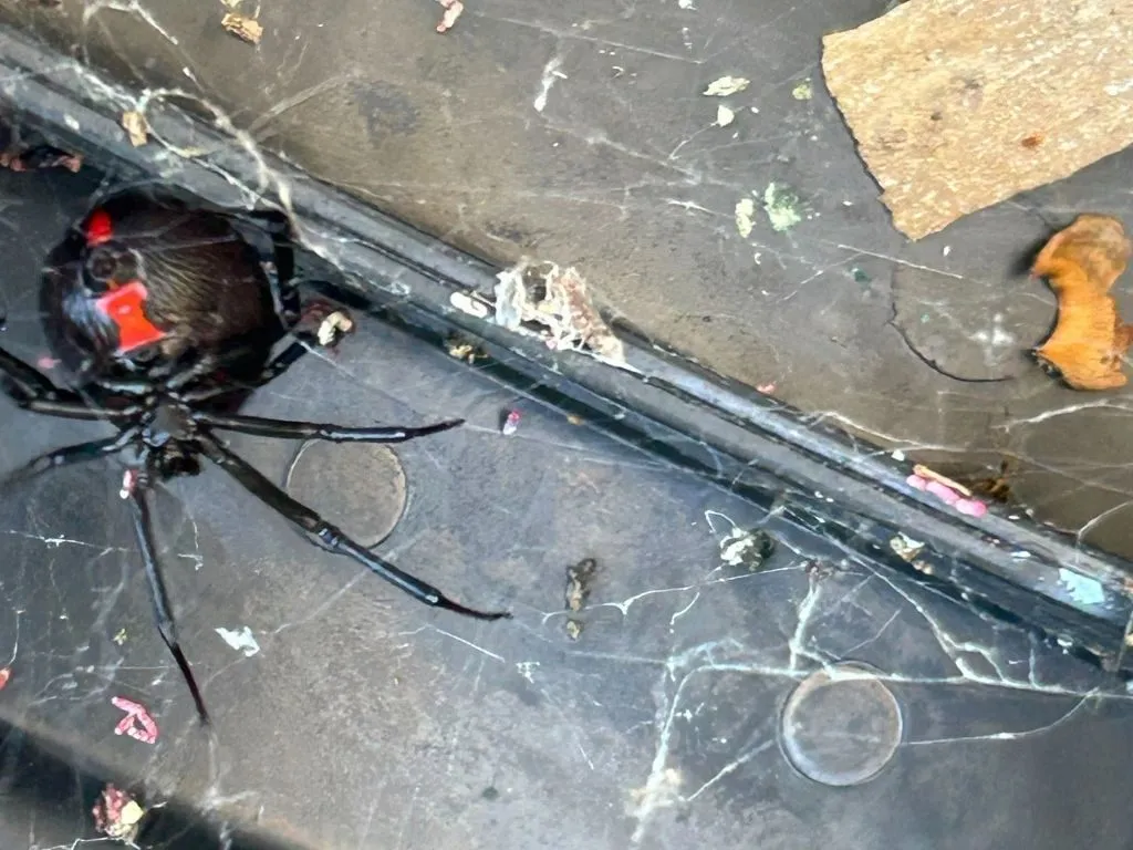 Pest Control Fort Worth