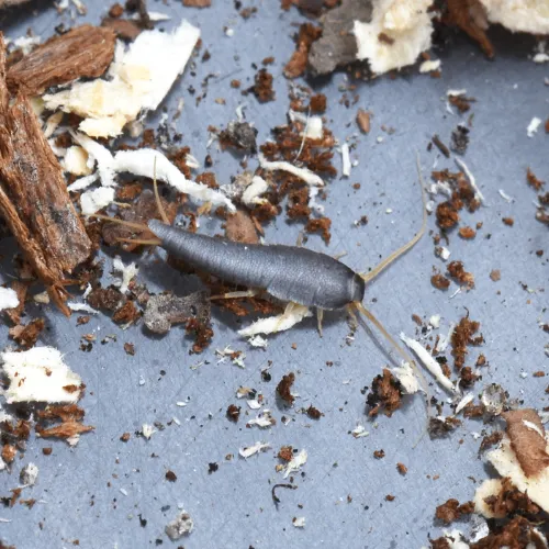 Pest Control Richardson