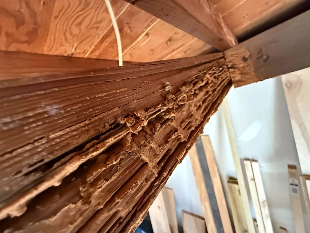 Pest Control Plano