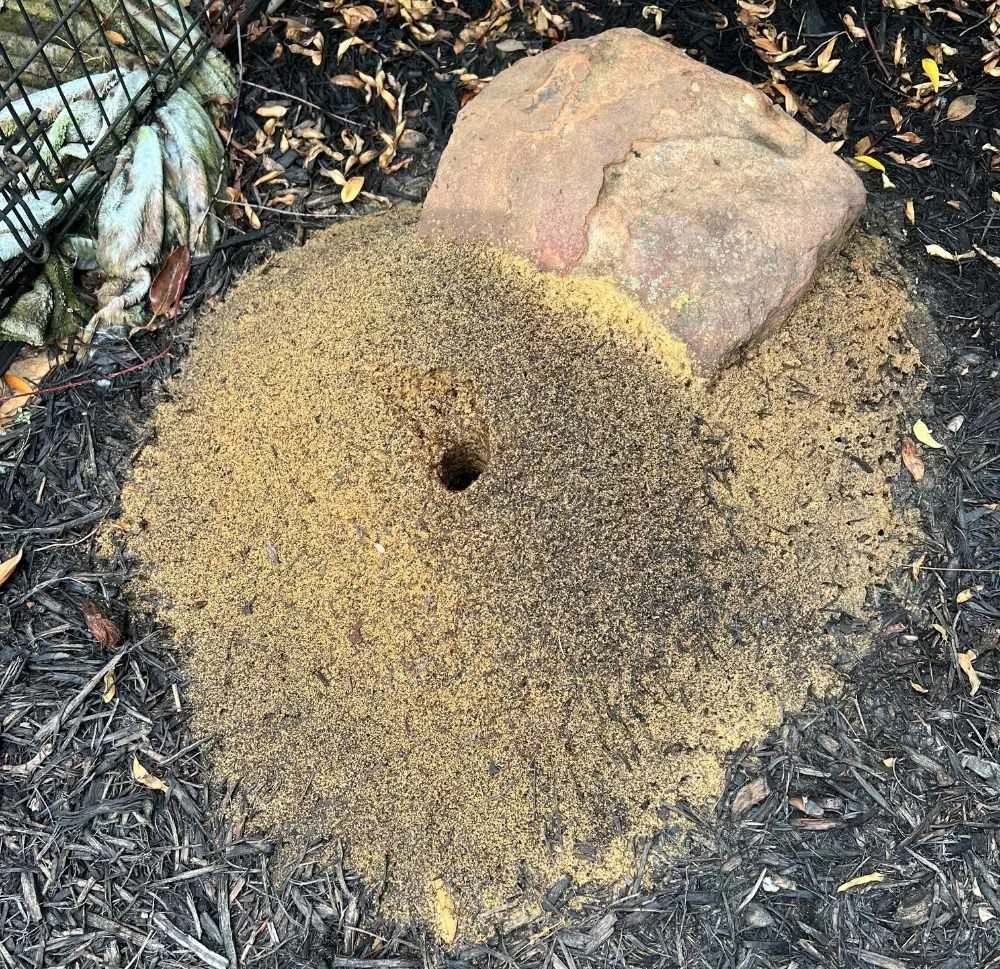 Pest Control Southlake