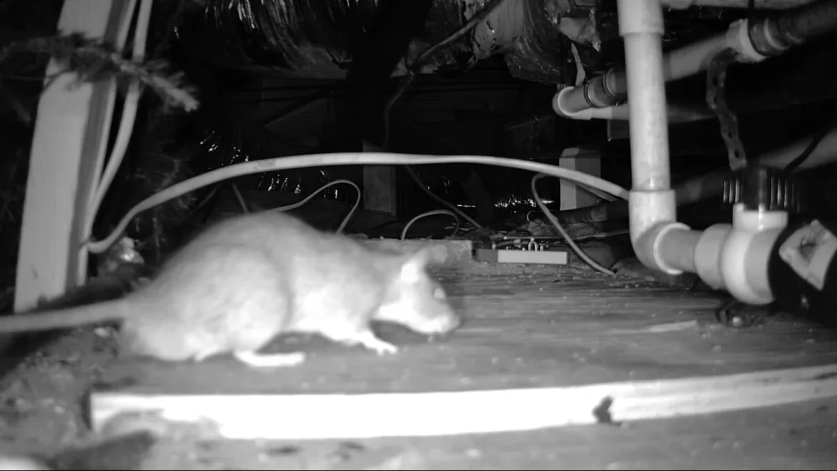 Baby Rat vs Mouse: All You Need To Know