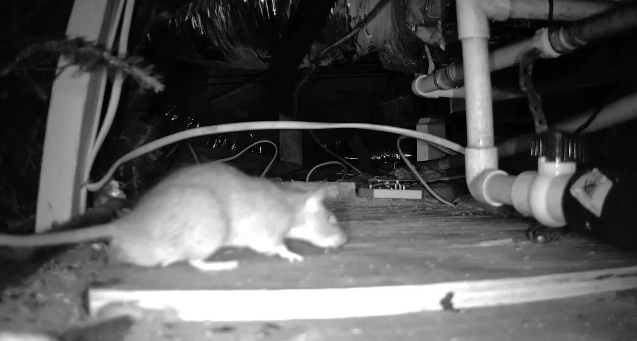Rat Removal Dallas