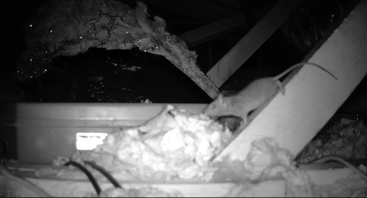 Rat Removal Dallas