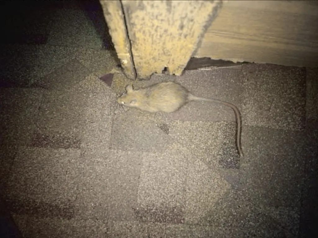 Pest Control Fort Worth