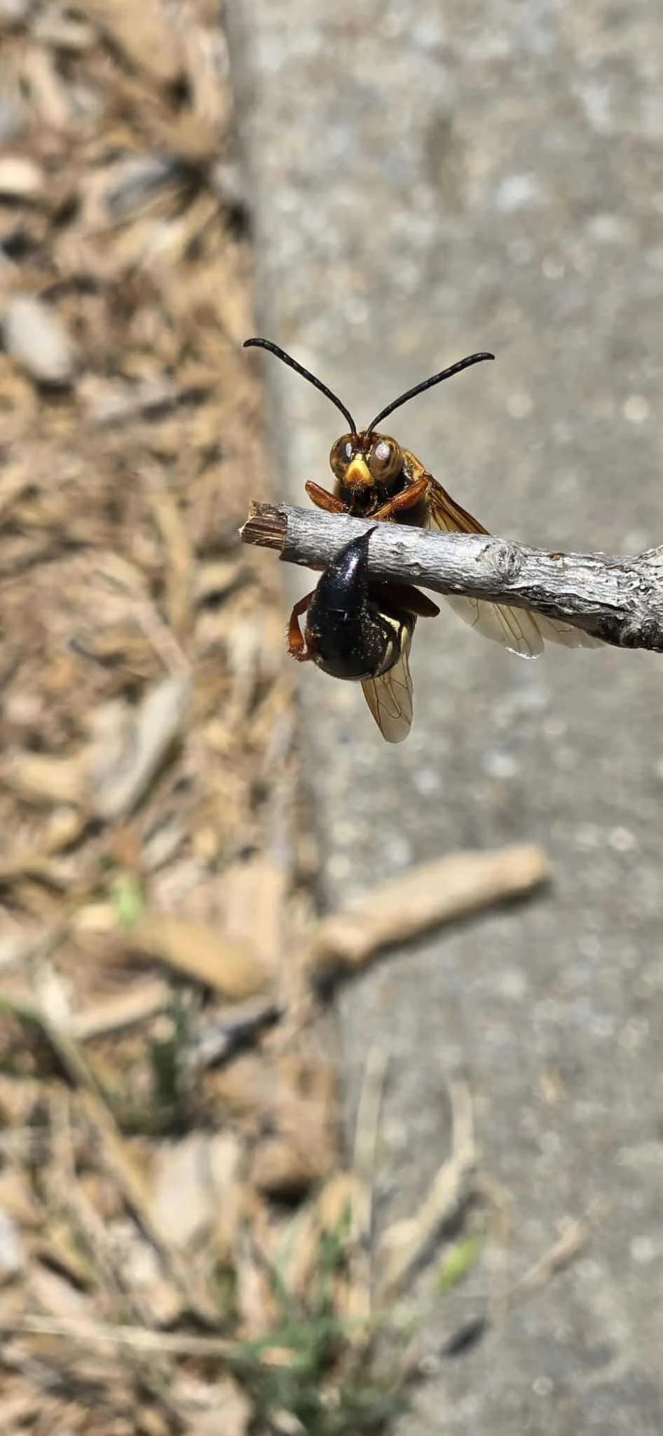 Pest Control Arlington