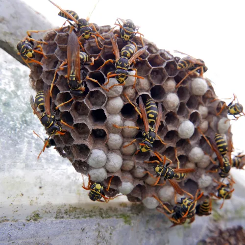 Wasp Removal Dallas