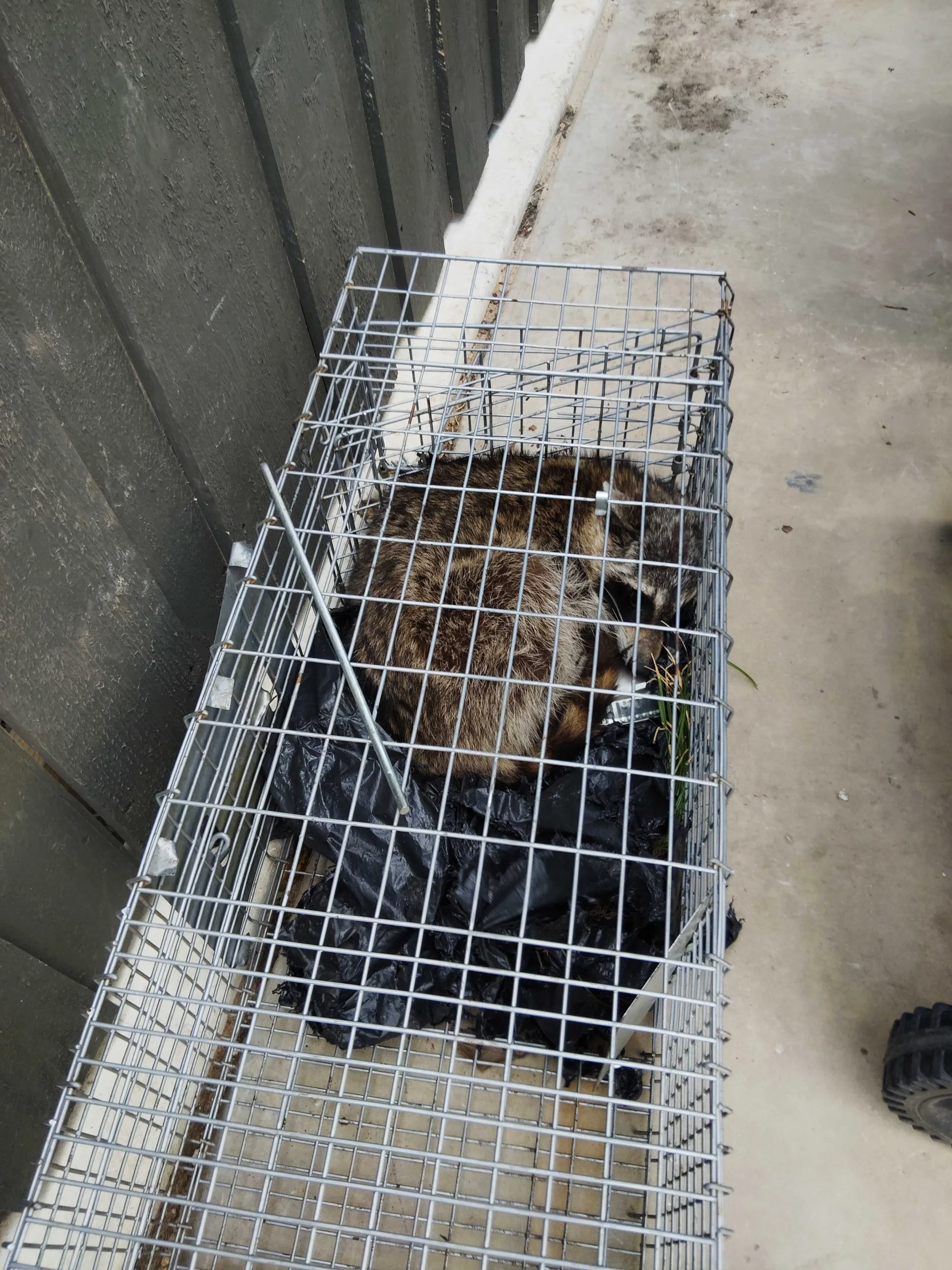 Dallas Raccoon Removal