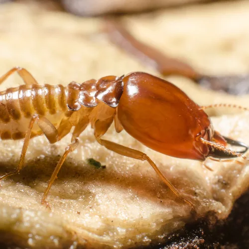 Termite Control Fort Worth