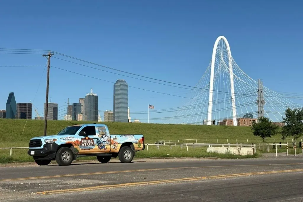 Wildlife Removal Dallas