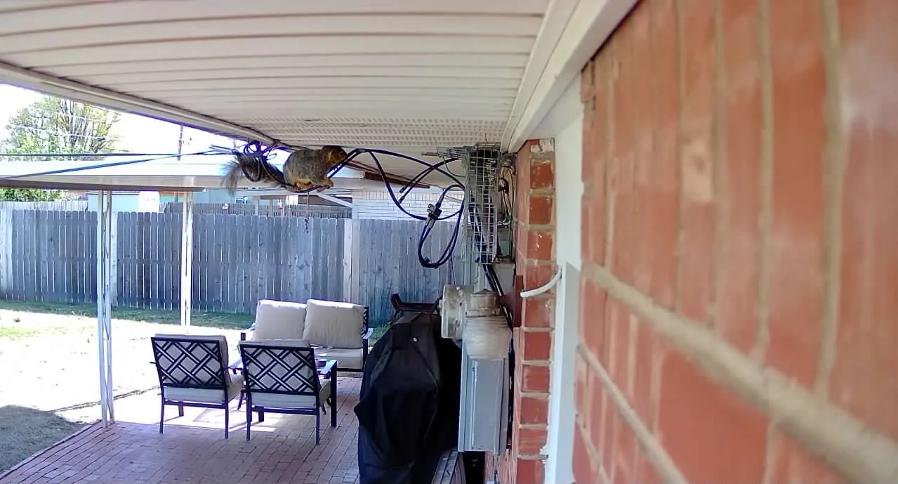 Squirrel Removal Dallas