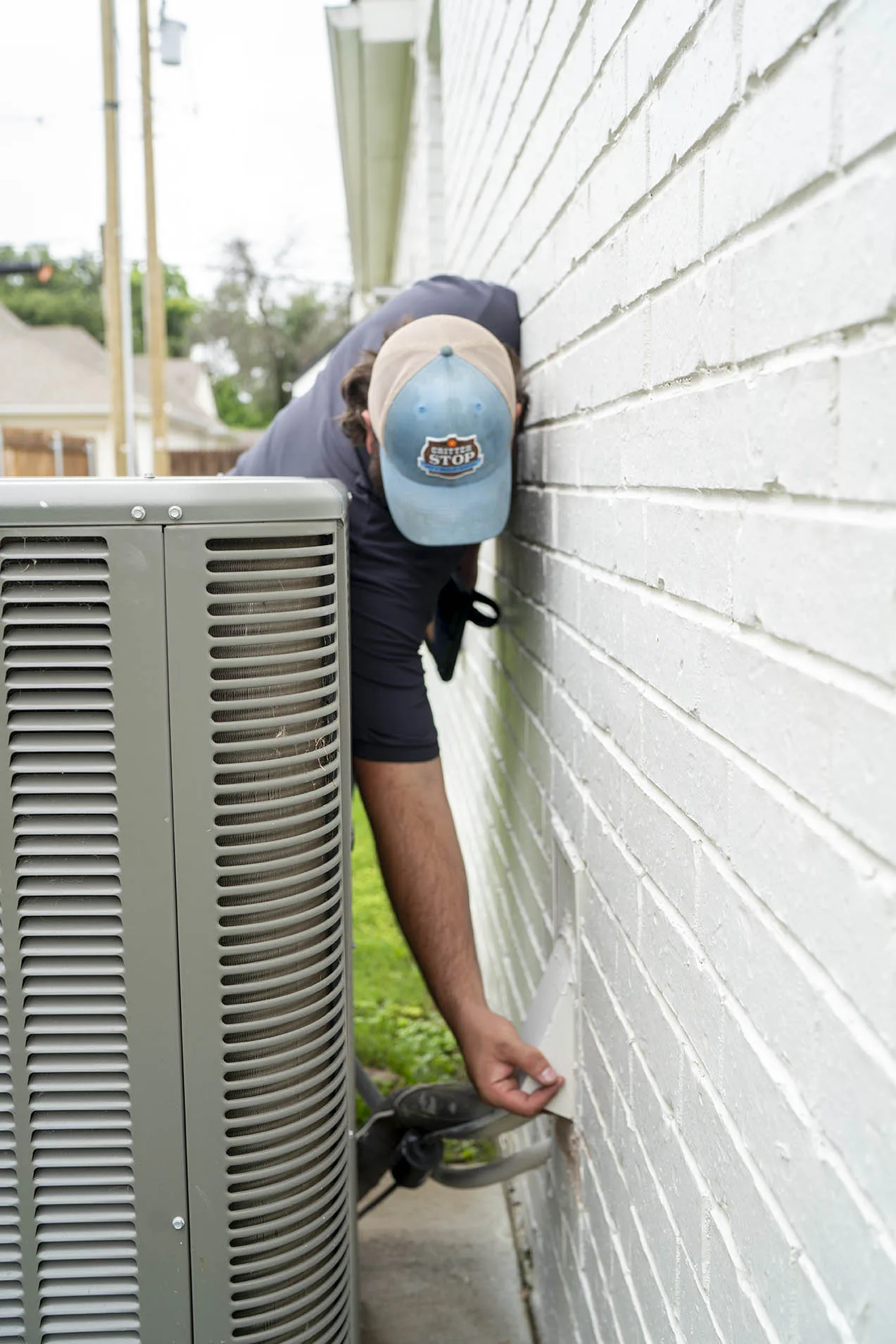 Wasp Removal Dallas