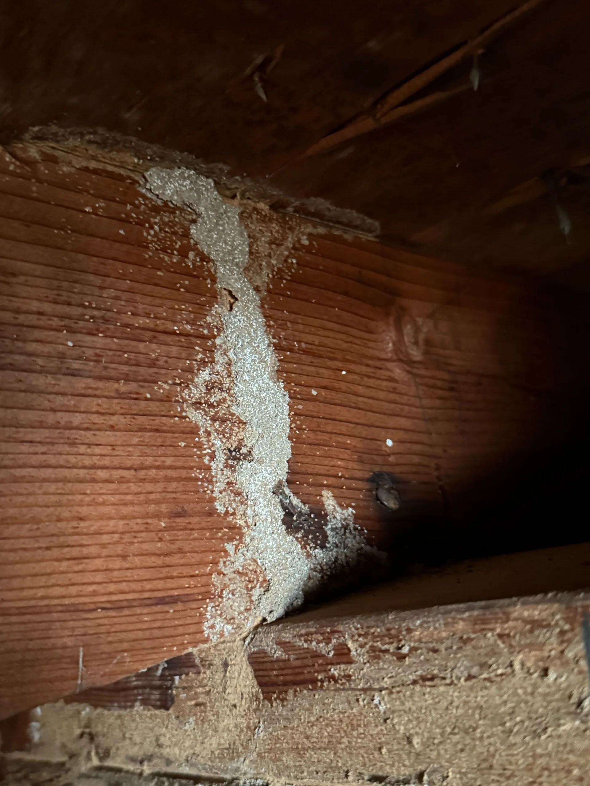 Pest Control North Richland Hills