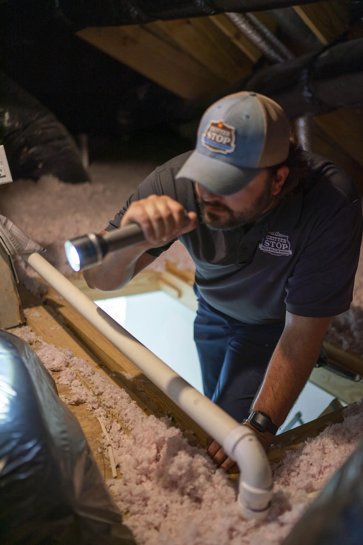 Wasp Removal Dallas