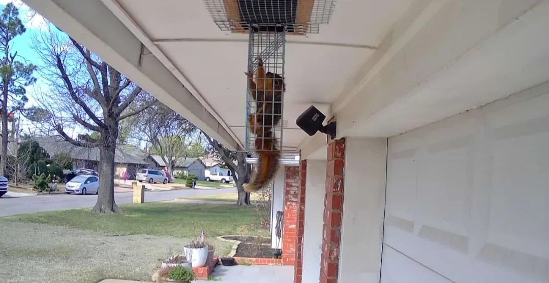 Squirrel Removal Dallas