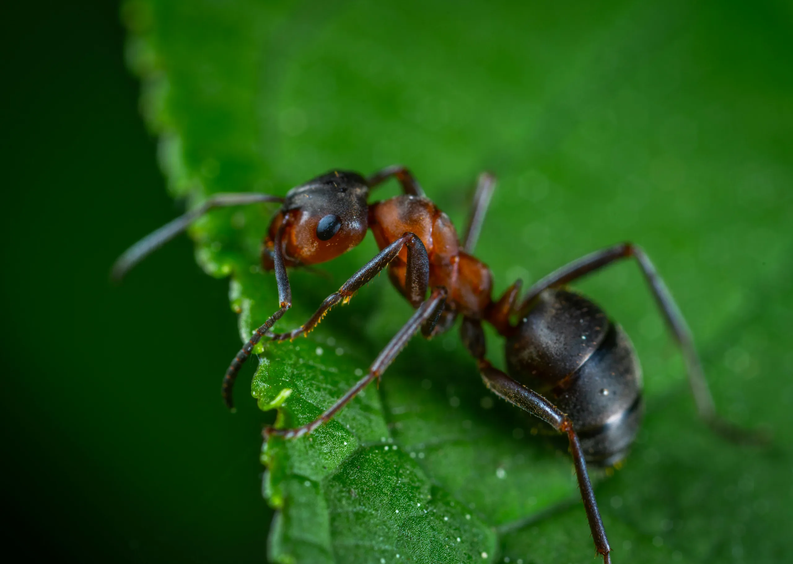 Pest Control Carrollton