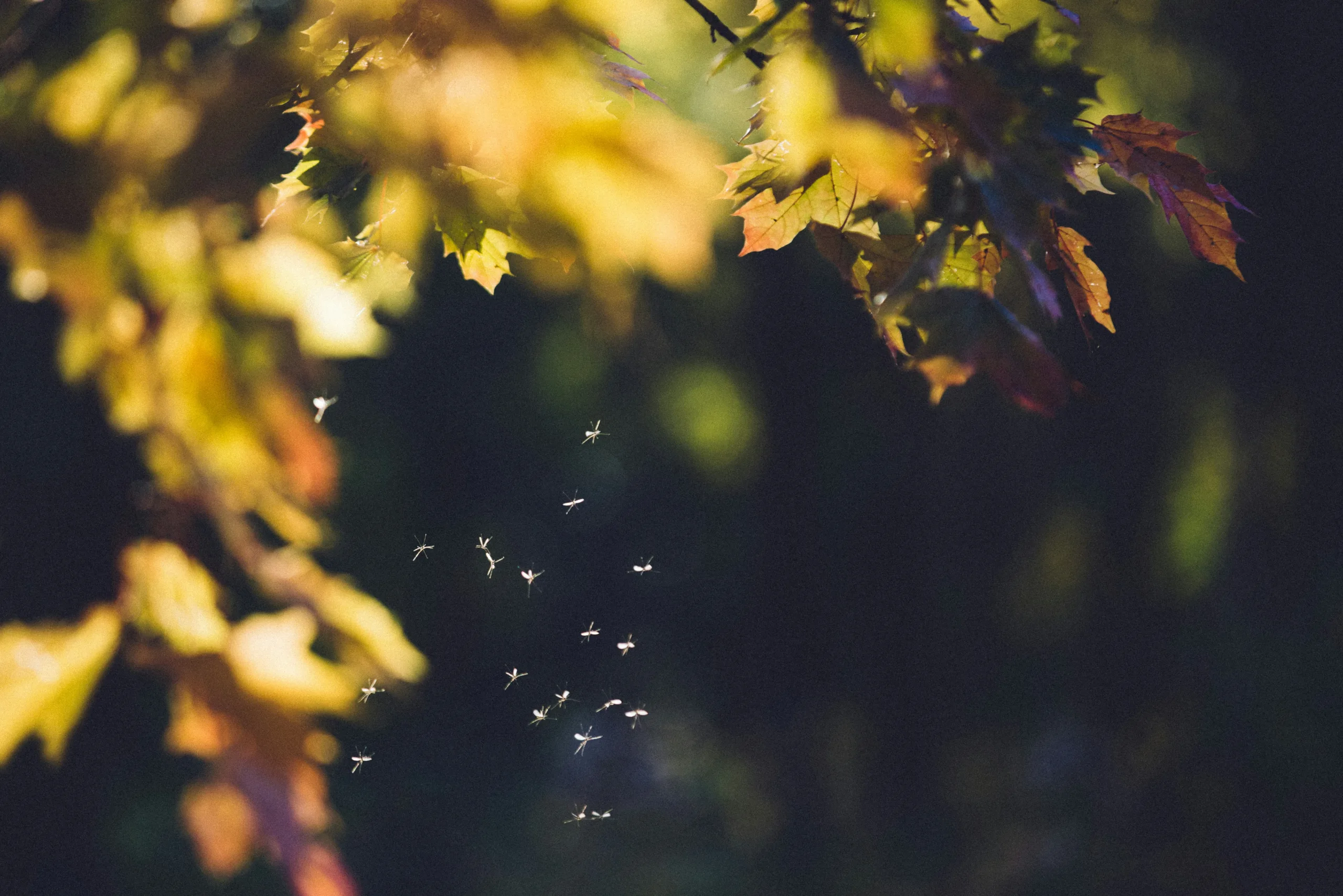 Mosquito Control Fort Worth