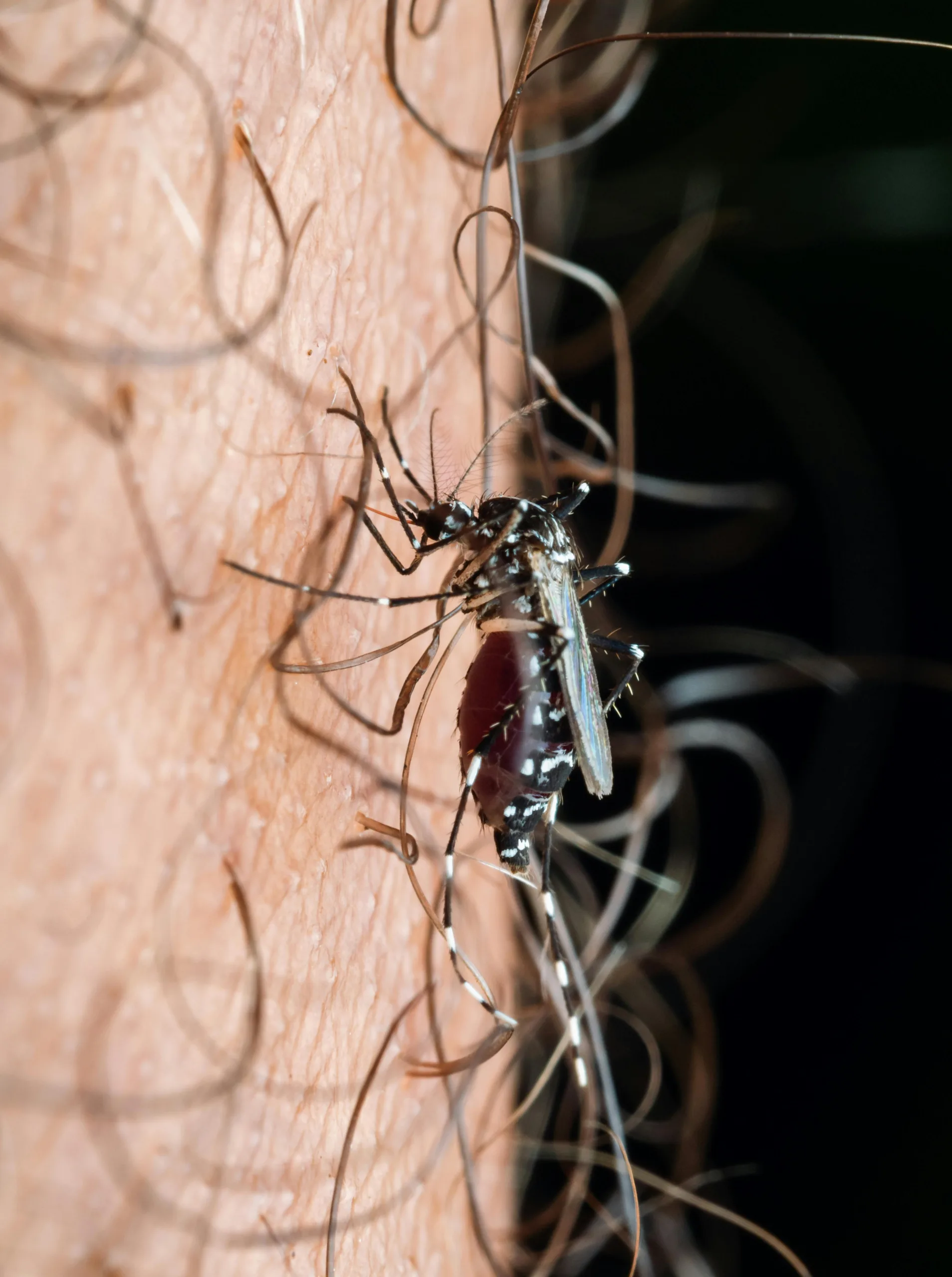 Mosquito Control Fort Worth