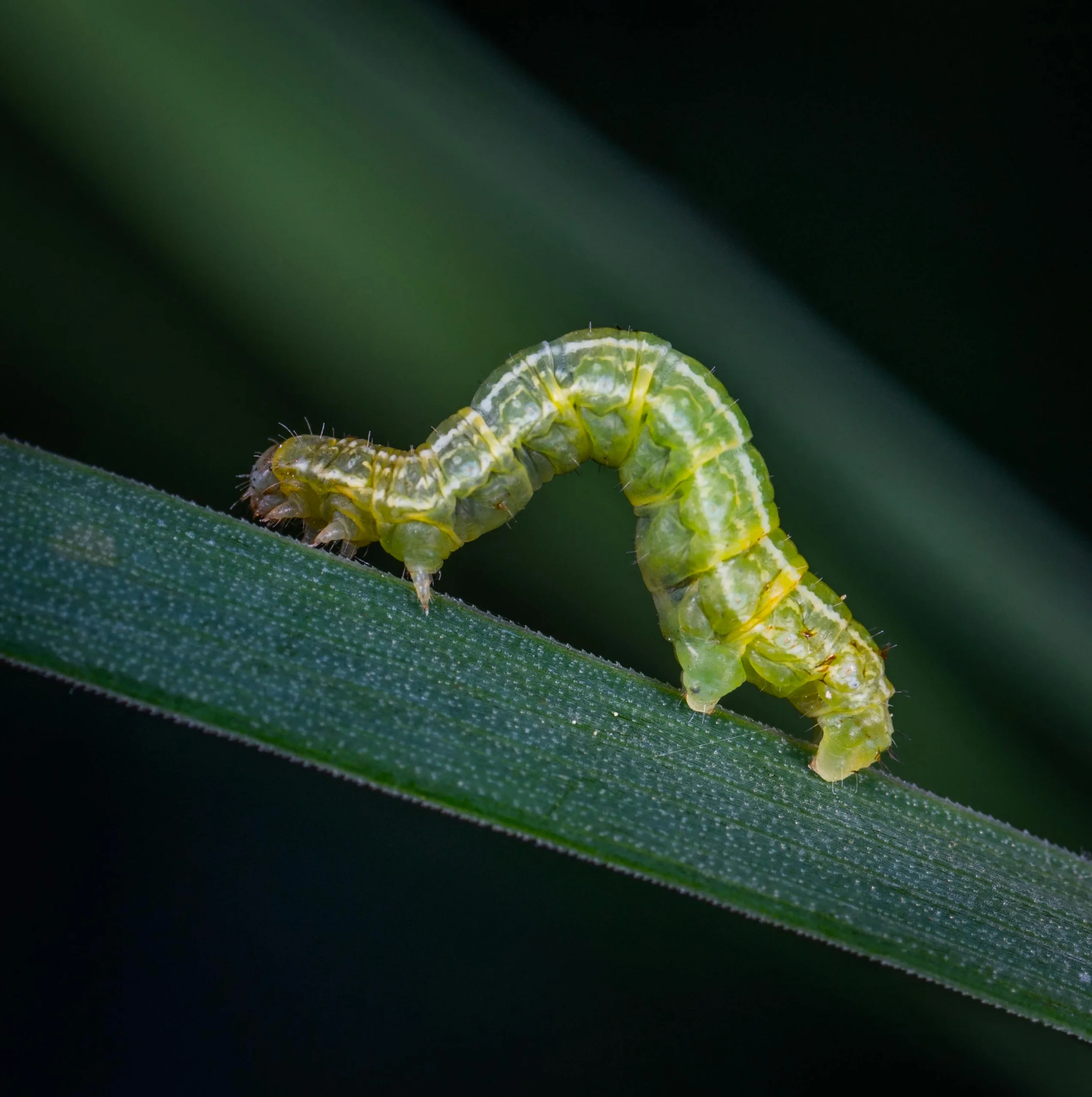 Pest Control Carrollton