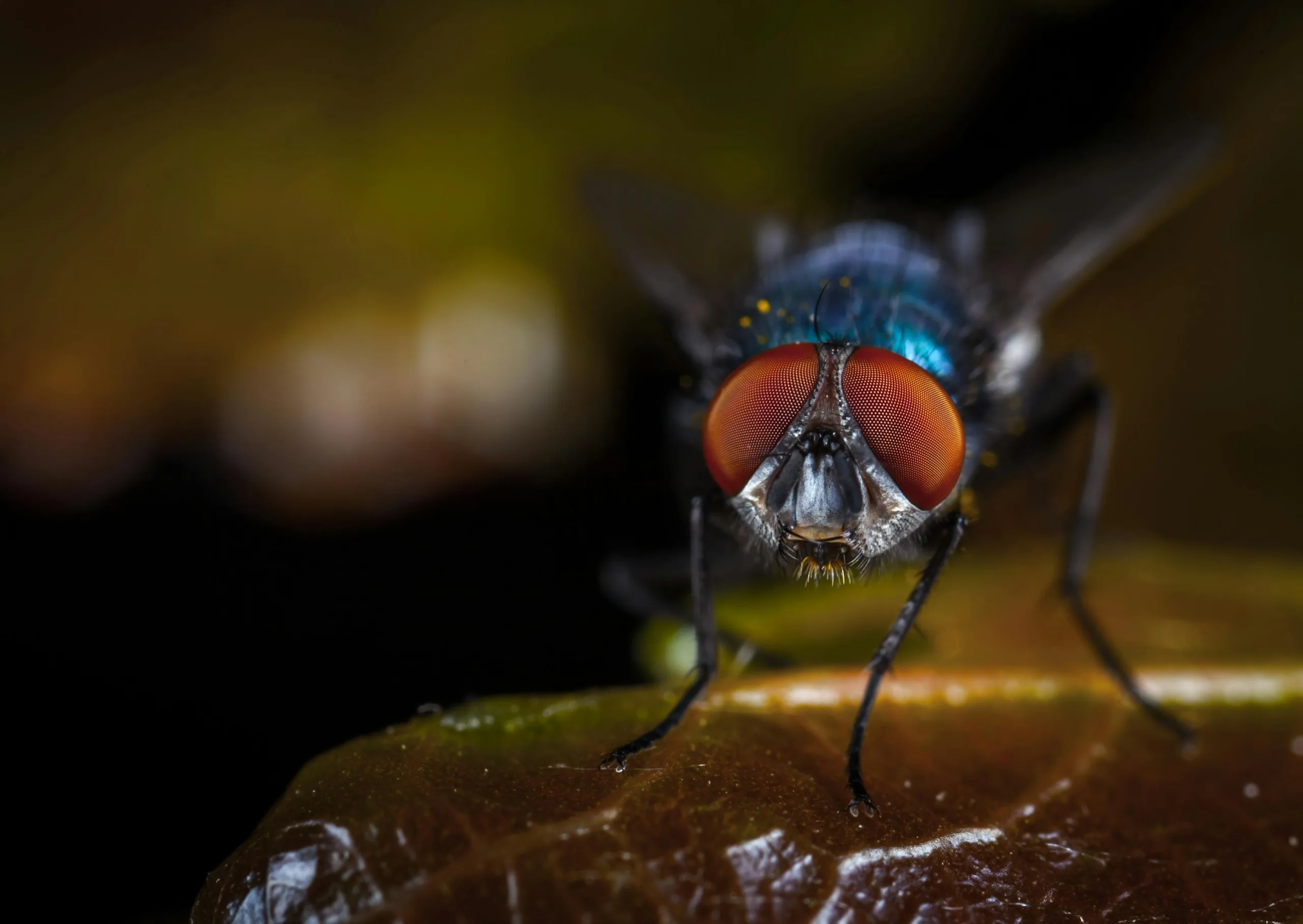 Pest Control Carrollton