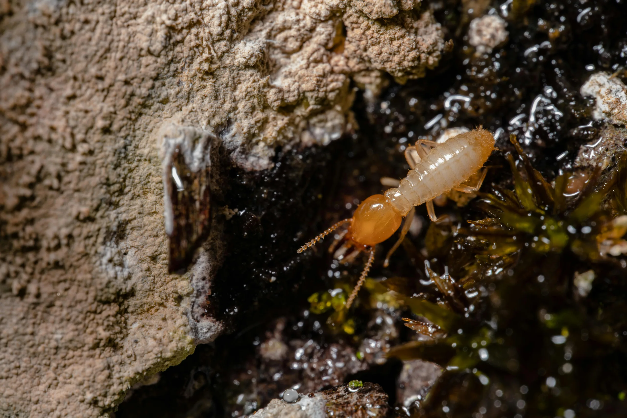 Termite Control Fort Worth