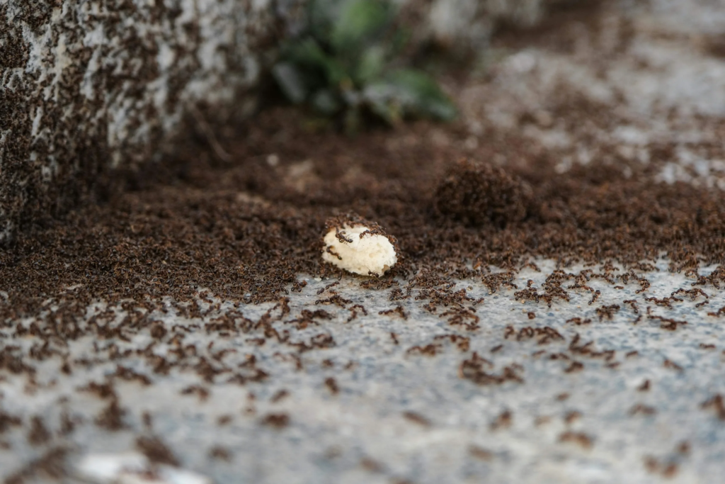 Pest Control North Richland Hills