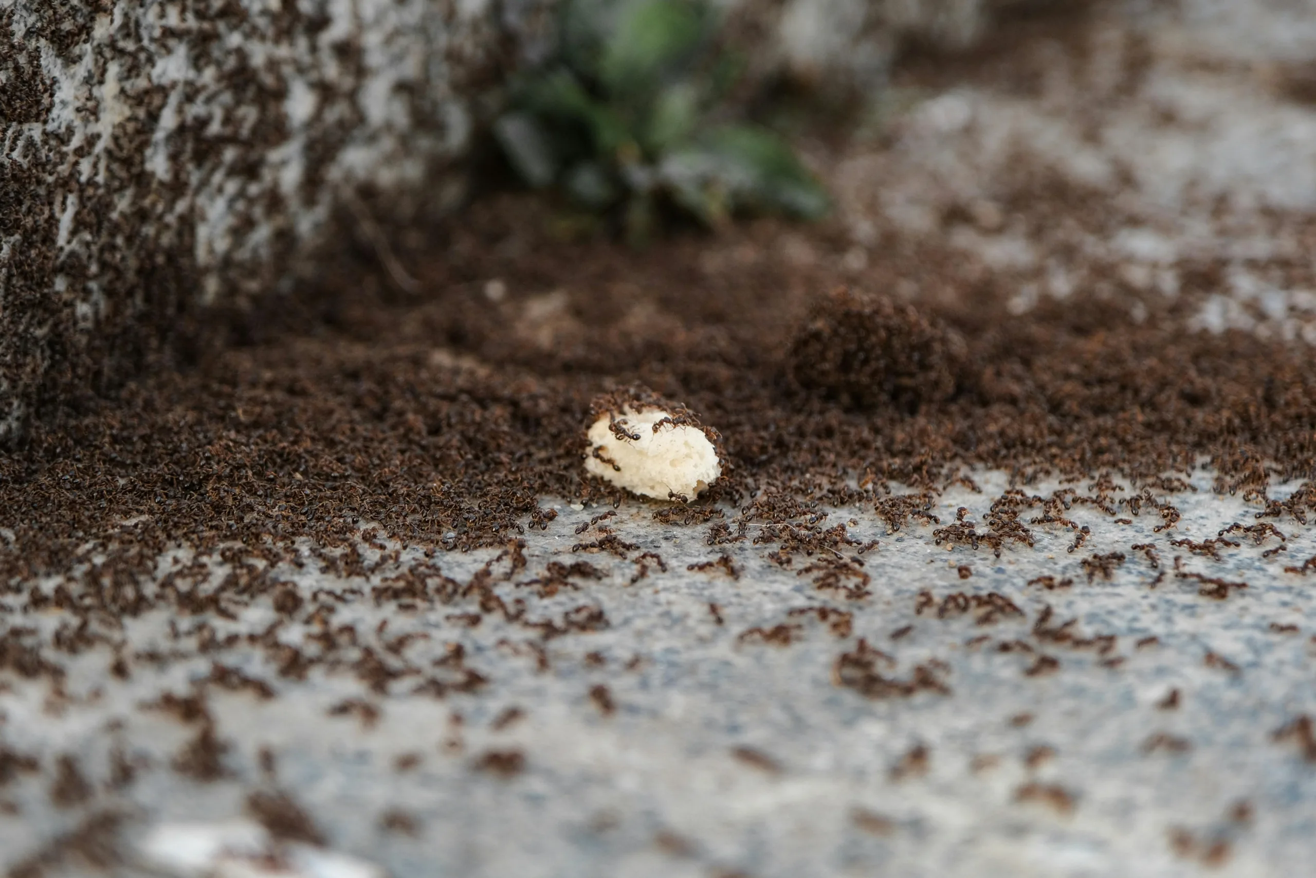 Pest Control North Richland Hills
